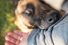 What Evidence Do You Need to Win a Dog Bite Injury Claim?
